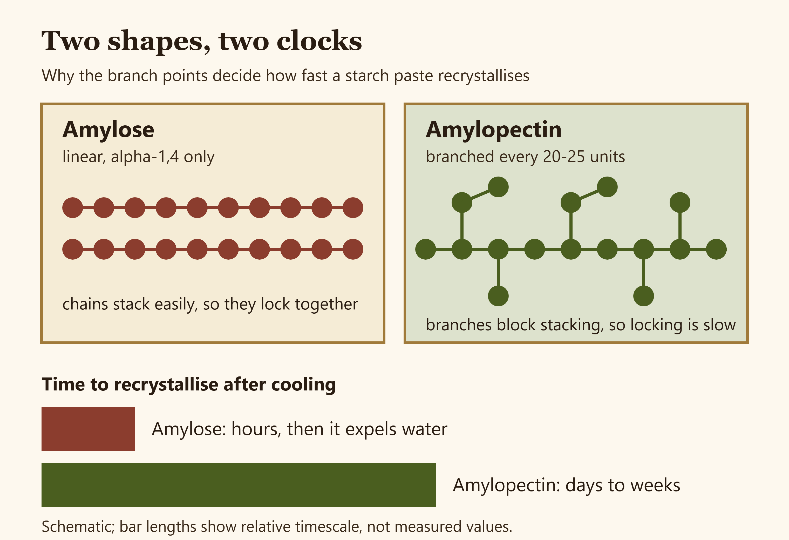 Diagram contrasting linear amylose chains with branched amylopectin and their recrystallisation timescales