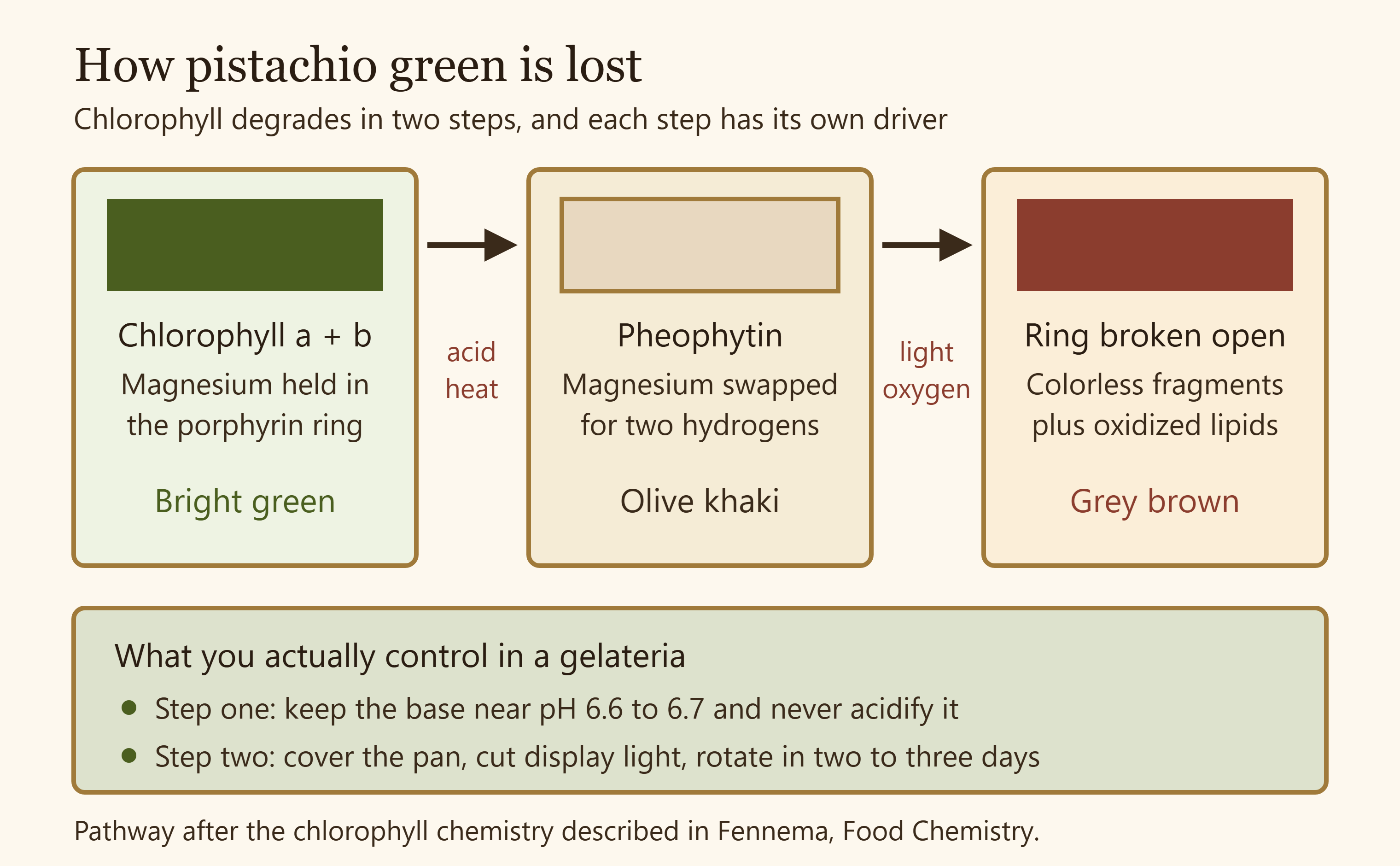 Diagram of the chlorophyll degradation pathway from bright green to olive to grey brown