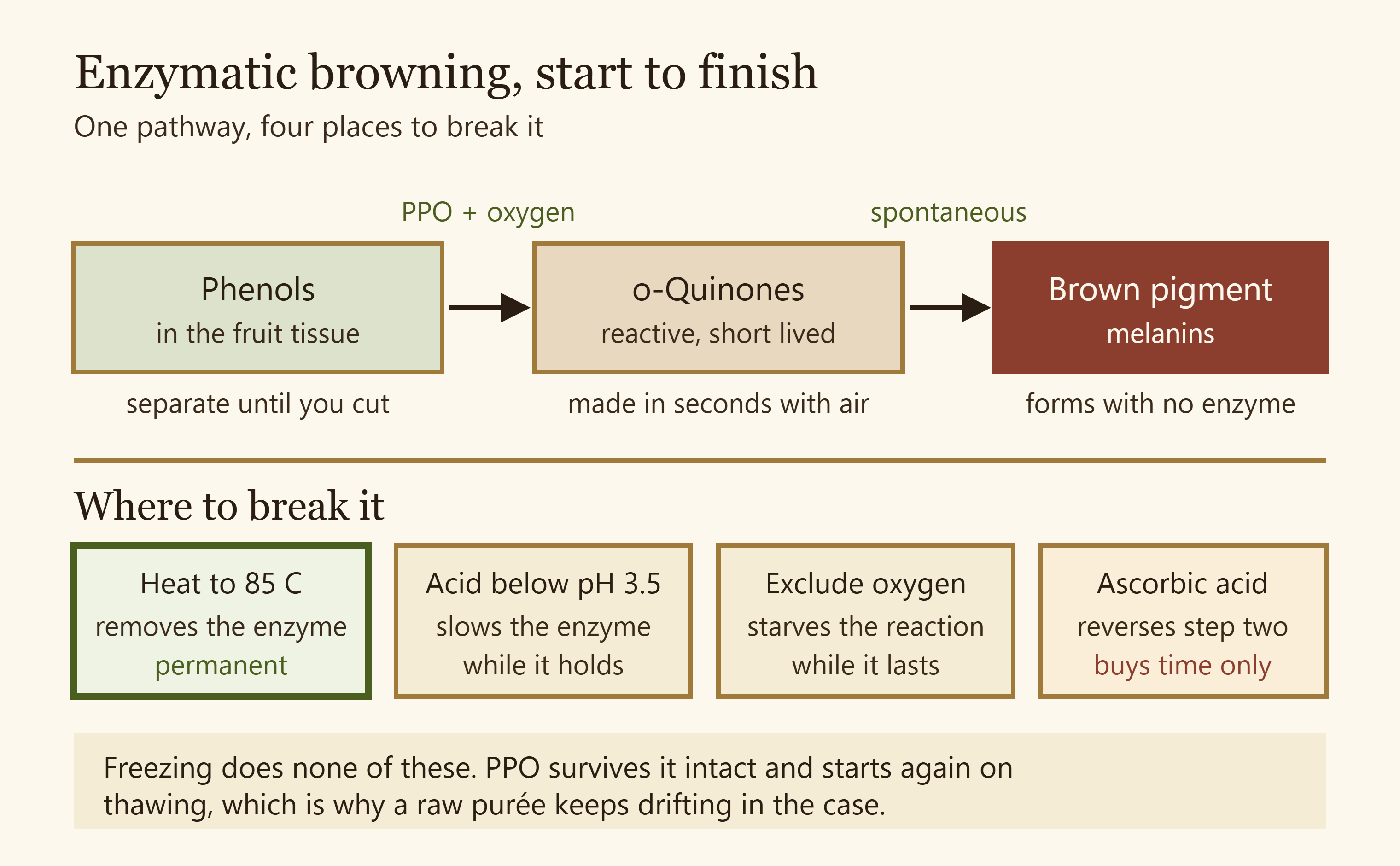 Diagram of the enzymatic browning pathway from phenol to quinone to brown pigment, with the four intervention points marked