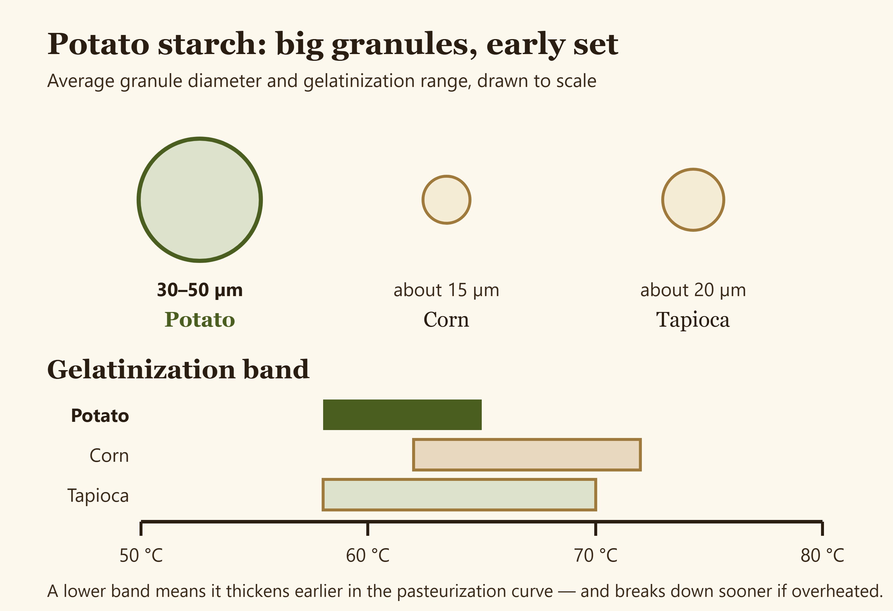 Comparison of granule size and gelatinization temperature for potato corn and tapioca starch